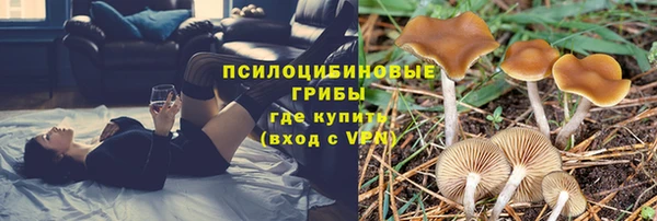 ГАЛЛЮЦИНОГЕННЫЕ ГРИБЫ Верея