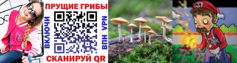 где купить наркотик  Аткарск  Псилоцибиновые грибы мицелий 